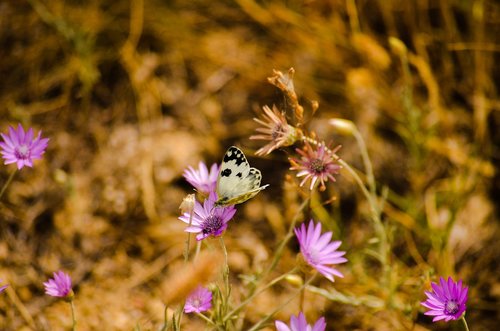 nature  butterfly  flower summer beauty