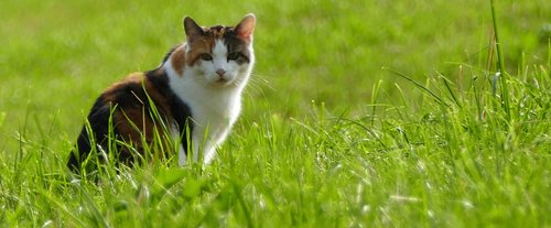 nature  meadow  cat