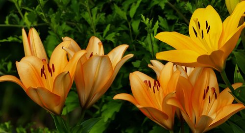 nature  garden  daylily