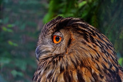nature  bird  owl
