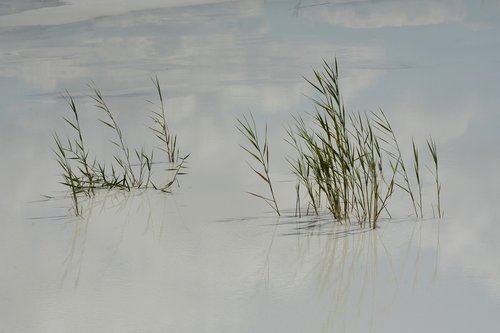 nature  water  grasses