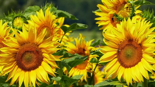 nature  field  sunflower