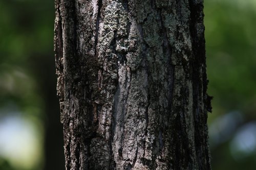 nature  tree  tree bark