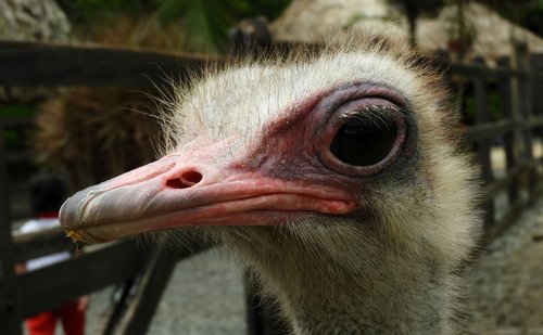 nature  ave  ostrich