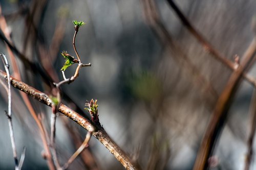 nature  branch  branches