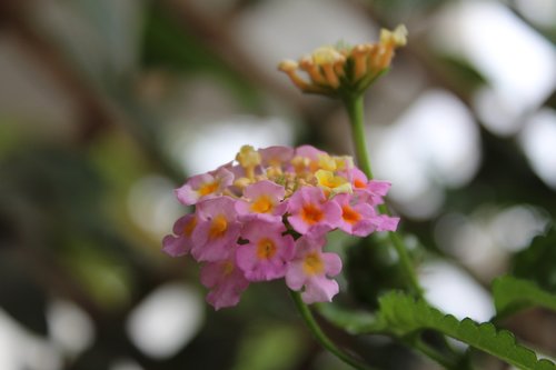 nature  flower  bloom