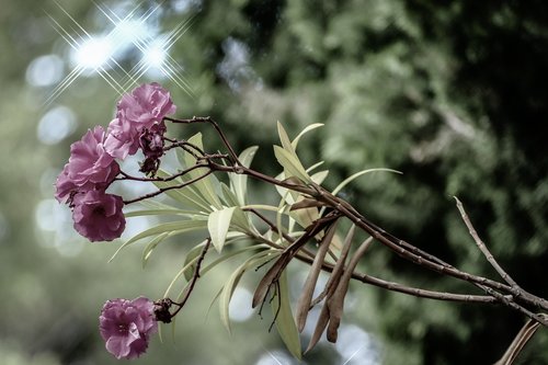 nature  flora  flower