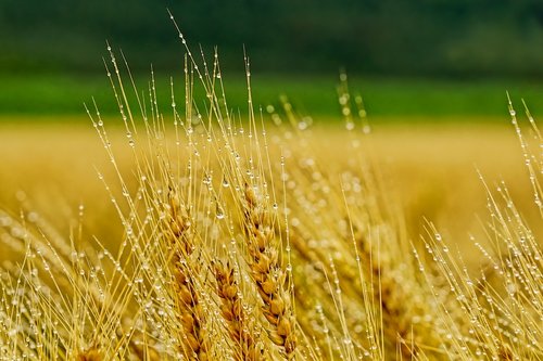 nature  agriculture  cornfield