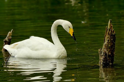 nature  animal  bird