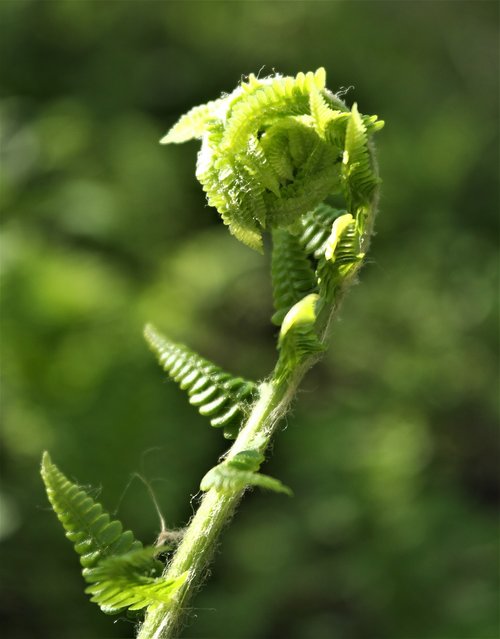nature  fern  green