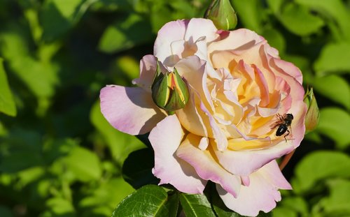 nature  garden  rose