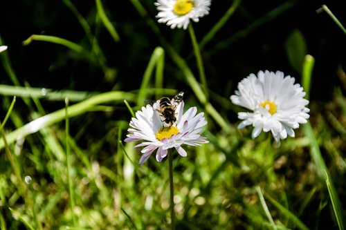 nature  flower  daisy