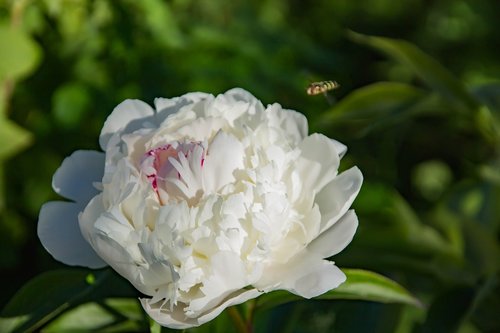 nature  flower  peony white