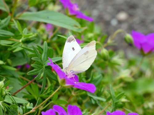 nature  butterfly  flowers