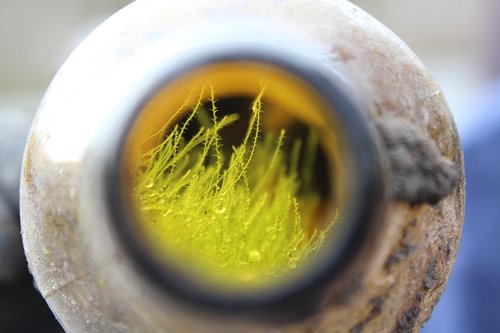 nature  glass bottle  grass