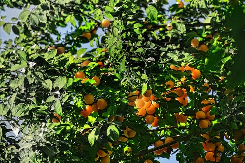 nature  tree fruit tree  fruit