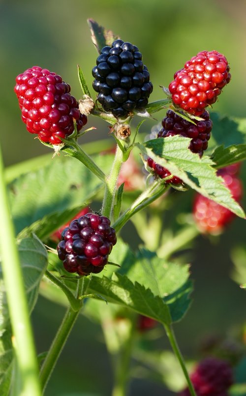 nature  forest  blackberries