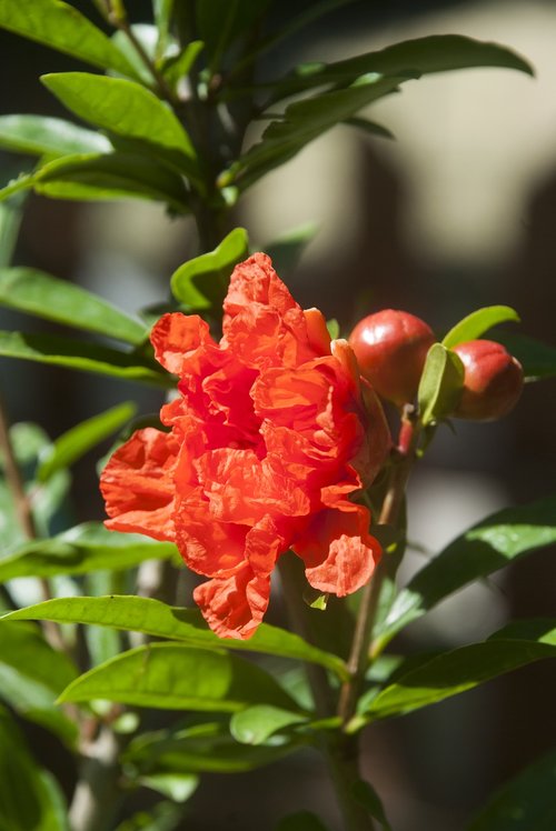 nature  garden  flower