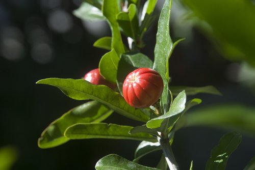 nature  garden  flower