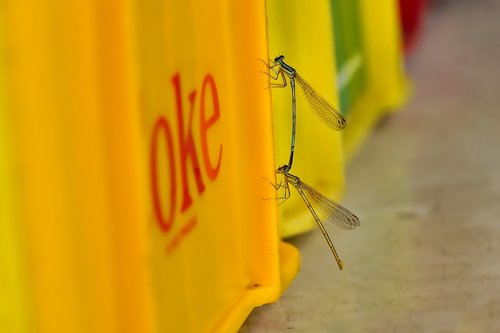 nature  insect  dragonfly