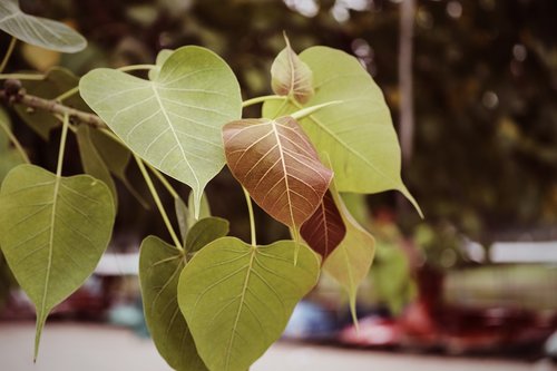 nature  plant  bloom