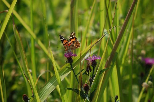 nature  butterfly  insect