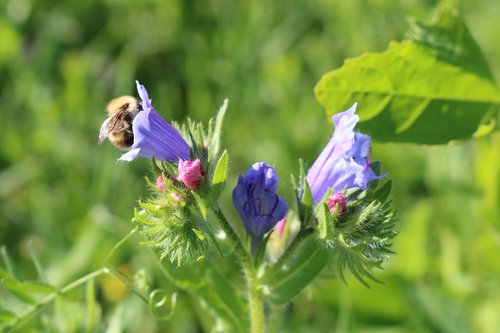 nature  animals  bee