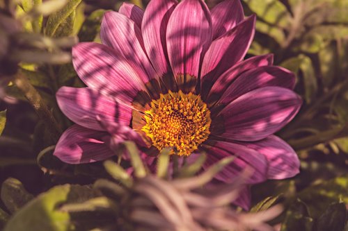 nature  flower  petals