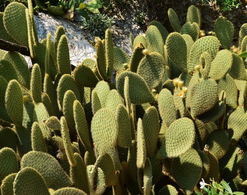 nature  opuntia  cactus