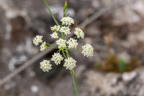 nature  plant  flower