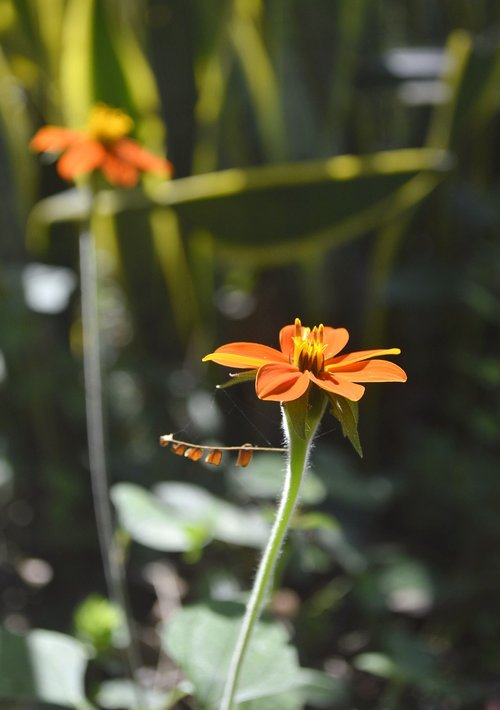 nature  brazil  riodejaneiro