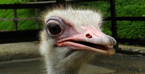 nature  animal  ostrich