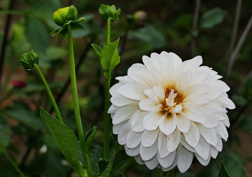 nature  landscape  flower