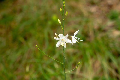 nature  green  flower