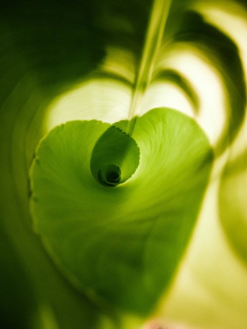 nature  leaves  green