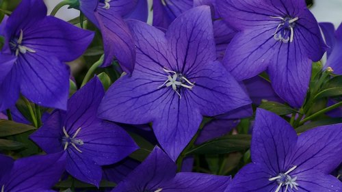 nature  garden  flowers