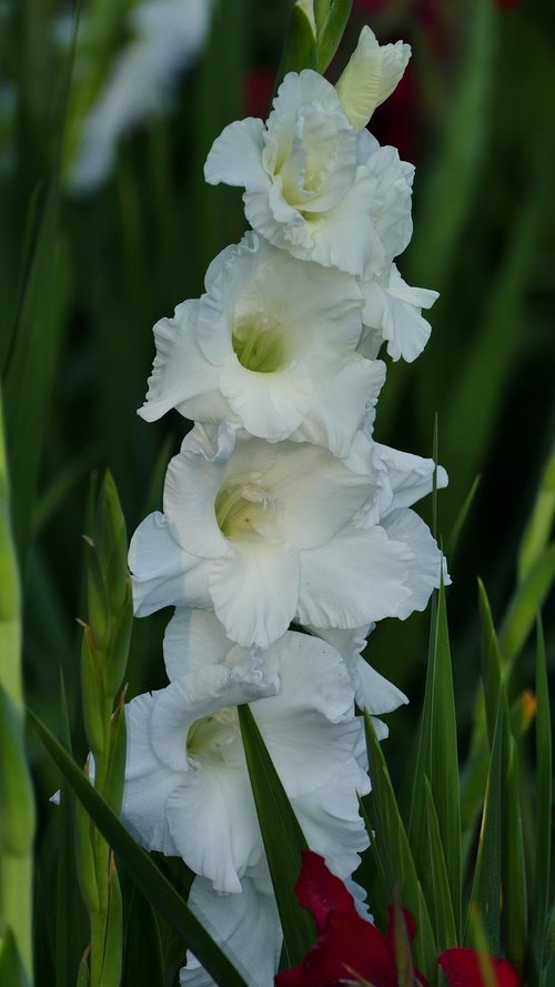 nature  garden  flowers