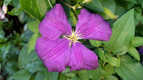 nature  plant  garden