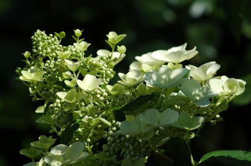 nature  flora  flower