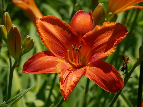 nature  flower  blossom