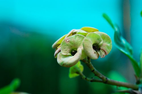 nature  flower  colors