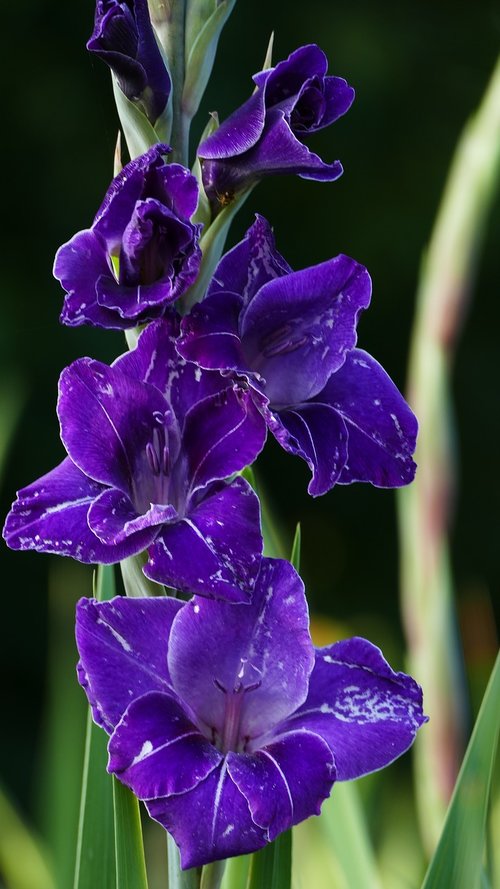 nature  garden  flowers