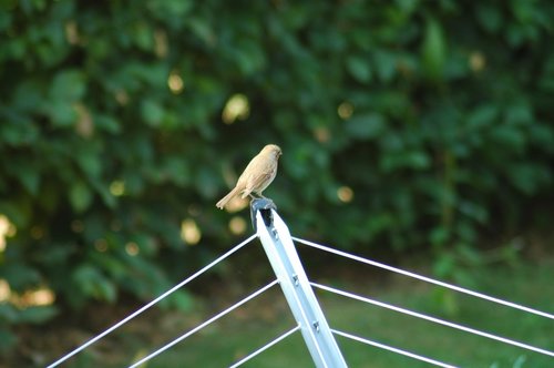 nature  outdoors  summer