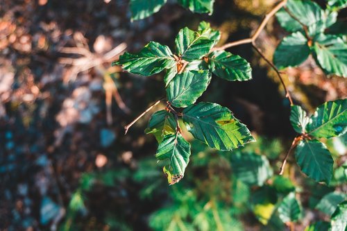 nature  plant  blossom