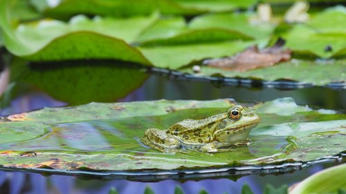 nature  amphibians  frog