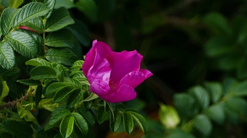 nature  hedge  shrub