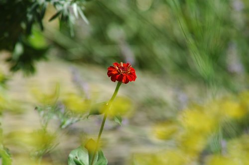 nature  flower  flora