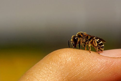 nature  insect  wild bee