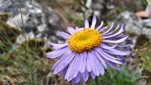 nature  flower  astra