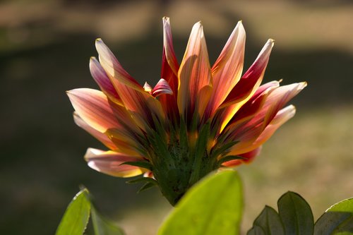 nature  flower  plant